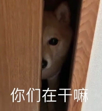 萌宠 汪星人 你们在干嘛 偷看 呆萌 可爱