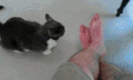 小猫 摇尾巴 主人 咬住