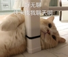 萌宠 猫星人 好无聊啊 快来找我聊天 找我玩啊 呆萌 可爱