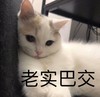 萌宠 喵星人 老实巴交 憨厚 呆萌 可爱