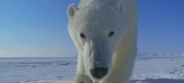 微小摄像机 北极熊 奔跑 追逐