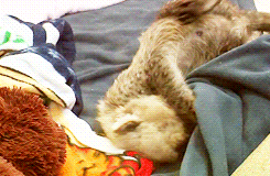 可爱的 宝贝 动物 毯子 豹 幼兽 猎豹 修正标签