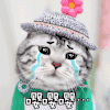 猫咪 萌宠 流泪 嘤嘤嘤