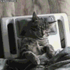 猫咪 可爱 睡觉 呆萌