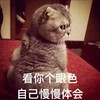 萌宠 猫星人 看你个眼神 自己慢慢体会 呆萌 可爱