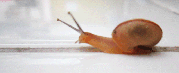 蜗牛 触角 转身 小心翼翼