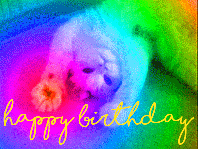 生日 猫 生日快乐 彩色的光