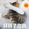 萌宠 喵星人 拜拜了你内 再见 呆萌 可爱