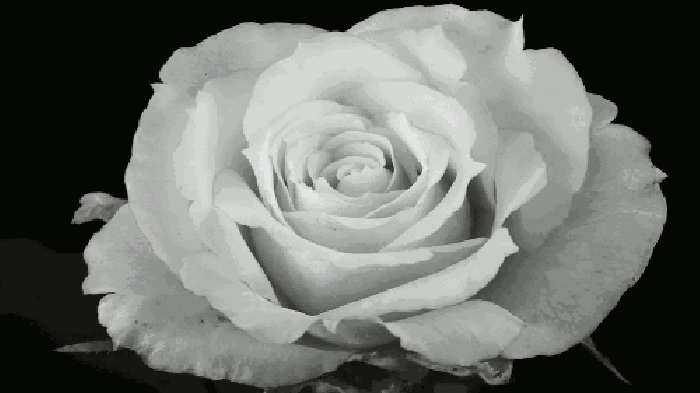 开花 黑白 玫瑰 意境 春天的样子