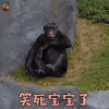 萌宠 大猩猩 笑死宝宝了 搞怪 soogif soogif出品