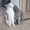 萌宠 猫星人 亲亲 呆萌 可爱