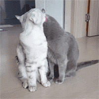 萌宠 猫星人 亲亲 呆萌 可爱