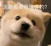 萌宠 汪星人 说啥呢 奇奇怪怪的 呆萌 可爱