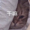 萌宠 猫星人 干嘛 你想怎样 呆萌 可爱