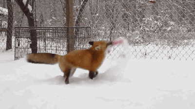 动物 狐狸 冬天 开心 下雪