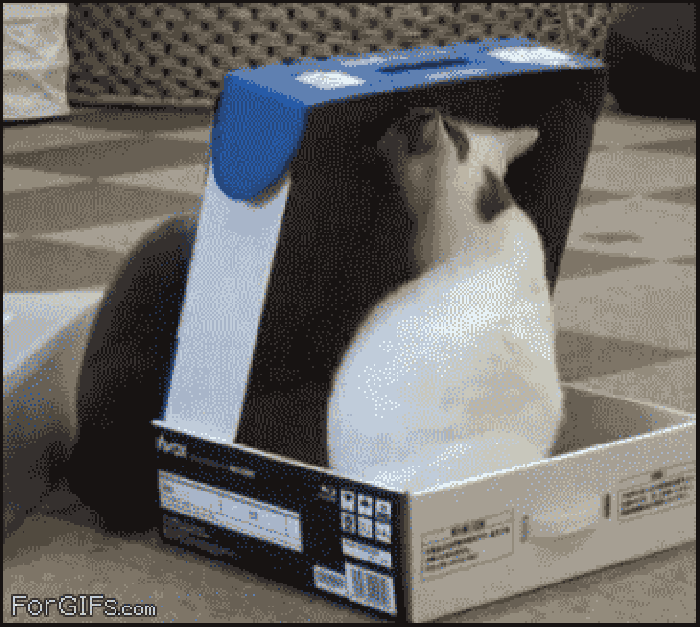 小猫 盖上 盒子 压住