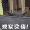 萌宠 猫咪 猫 吃鸡 观察 敌情
