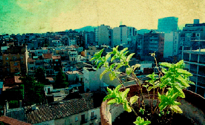 都市 植物 微风 美景