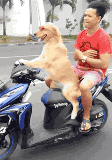狗司机   摩托车   好棒  你带我