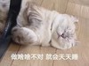 萌宠 猫星人 做啥啥不对 就会天天睡 搞怪 逗