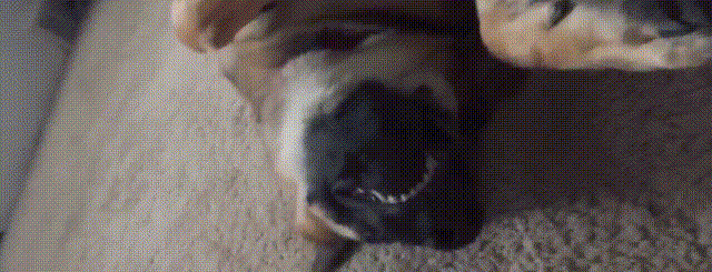狗狗 牙齿  躺着 毯子