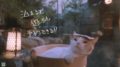 温泉猫 广告 日本 舒服