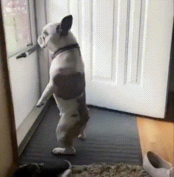 二哈 汪星人 可爱 萌宠 狗狗