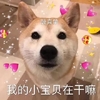 萌宠 汪星人 我的小宝贝在干嘛 在吗 沙雕 搞怪