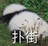 萌宠 熊猫 扑街 无奈 呆萌 可爱