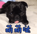 萌萌哒 狗子