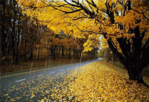 秋天 落叶 黄色 下雨