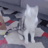 萌宠 猫咪 调皮