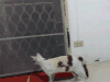 搞笑 雷人 猫咪 萌宠 内涵段子