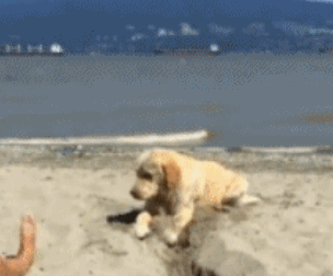 狗狗 沙滩 趴着 可爱