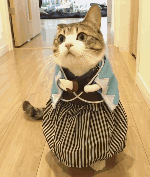 猫咪 穿了衣服 太可爱了 搞笑