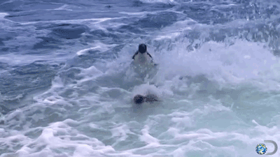 企鹅 penguin 海浪