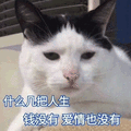 人生 钱 爱情 猫咪