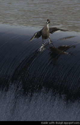 飞鸟 捕食 流水 瀑布