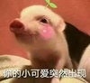 萌宠 小猪 你的小可爱 突然出现 呆萌 搞怪