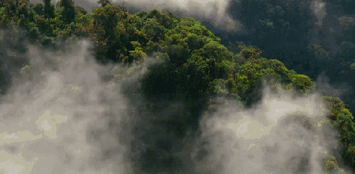 丛林 云 地球脉动 纪录片 茂密 风景