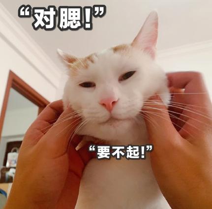 猫咪 喵星人 文字表情包 沙雕 魔性