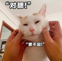 猫咪 喵星人 文字表情包 沙雕 魔性