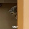 萌宠 猫星人 有病 生气 呆萌 可爱