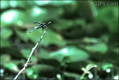 失败 动物 抓住 跳跃的 青蛙 狩猎 蜻蜓