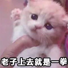 猫咪 萌宠 猫 老子一拳 老子上去 就是一拳 生气