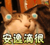 soogif soogif出品 安逸的很 猫