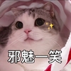 萌宠 喵星人 邪魅一笑 看着你 呆萌 搞怪 朋友圈评论表情