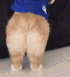 狗狗 穿衣服 蓝色 站起来 可爱