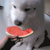 美食 西瓜