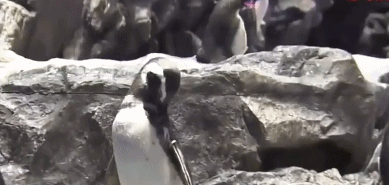 企鹅 水族馆 偶像